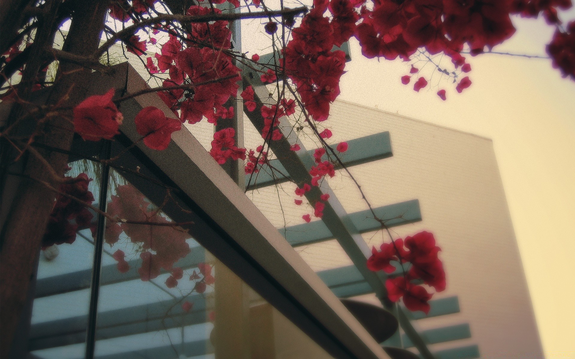 hogar e interior navidad invierno flor árbol rosa paisaje boda decoración naturaleza muerta ciudad rama amor casa ventanas