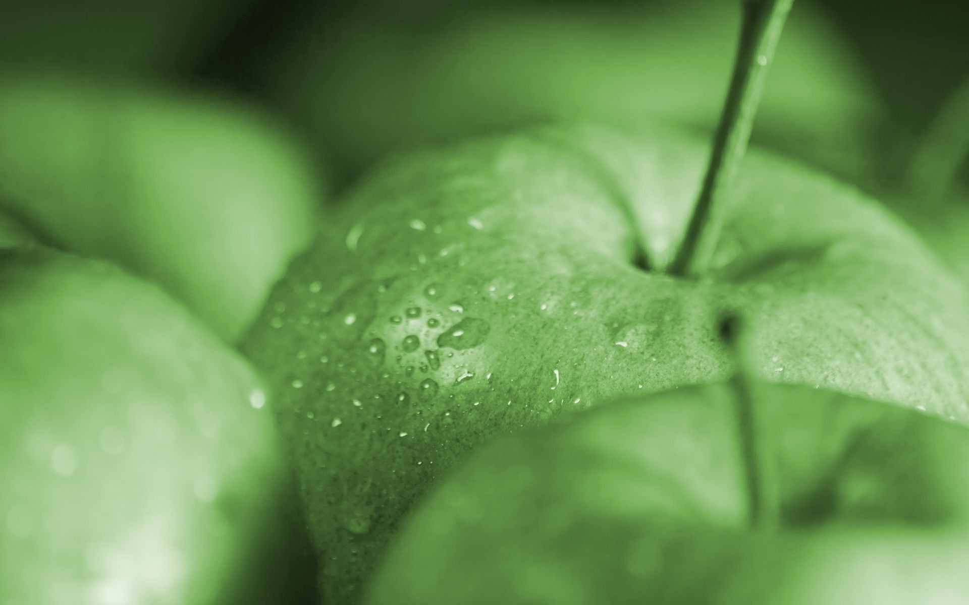 fruit leaf nature drop wet food rain dew flora water blur apple health freshness garden