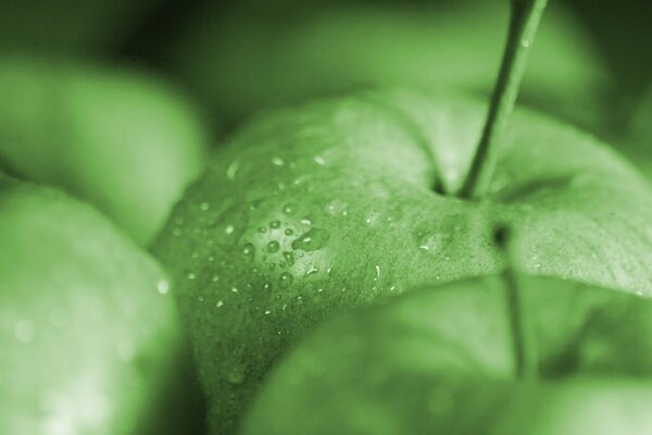 Fruits pommes vertes nourriture