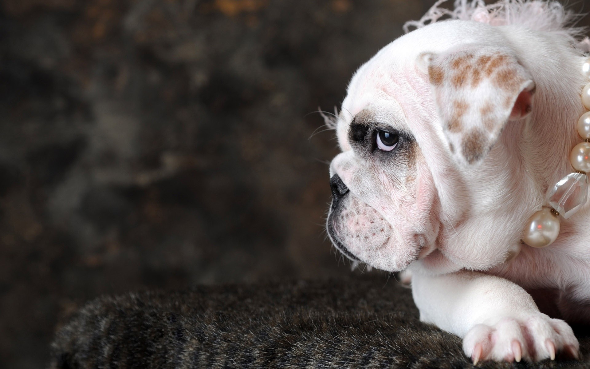 hayvanlar hayvan sevimli memeli köpek doğa portre evde beslenen hayvan küçük kürk tarama genç köpek eğitmeni komik sevimli köpek yavrusu yerli