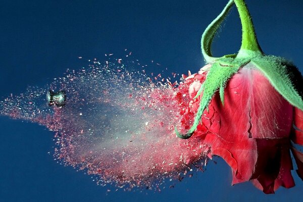 A red rose. Blue background