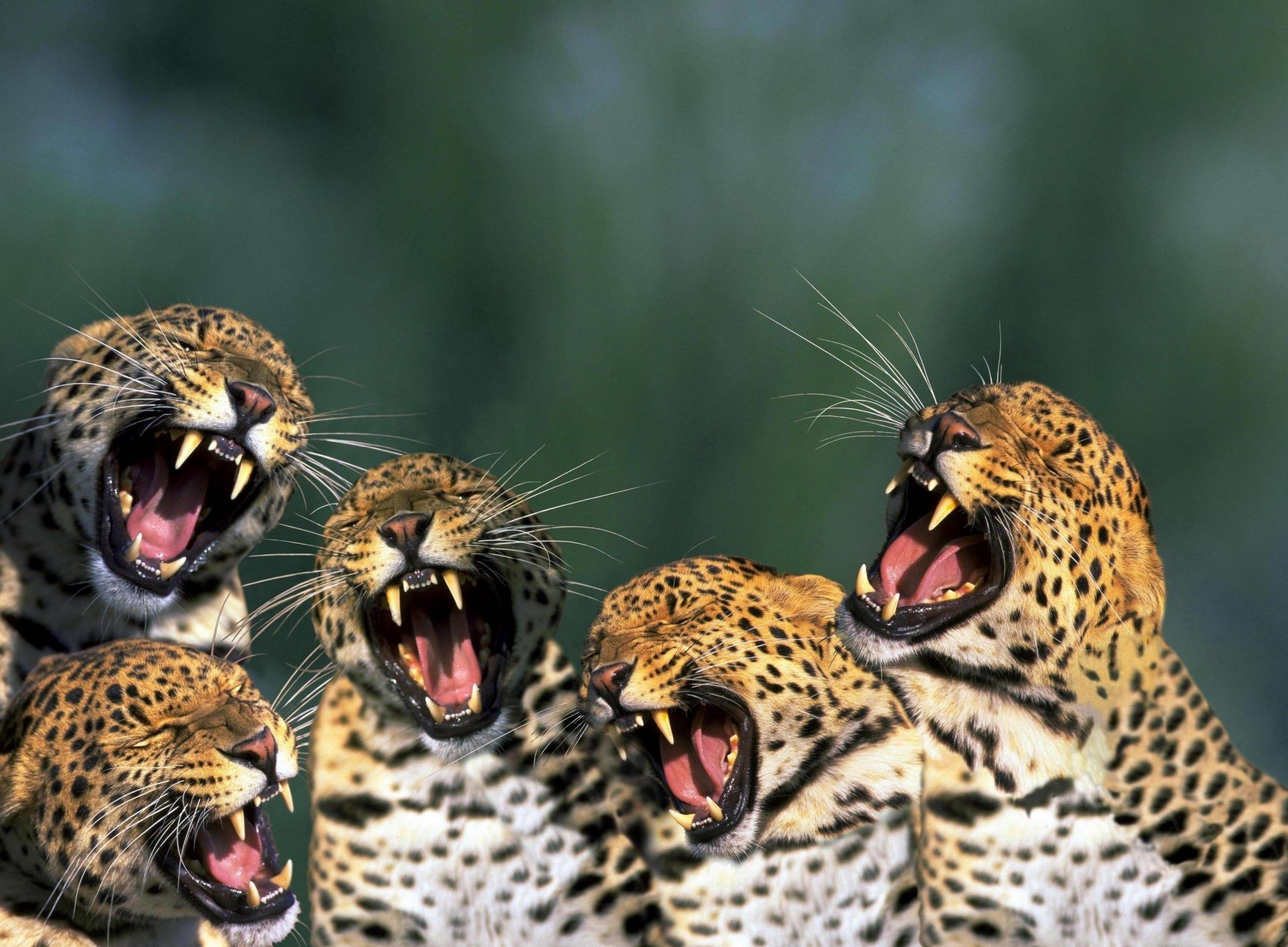 zwierzęta przyroda kot lampart natura dziki zwierzę zoo drapieżnik myśliwy portret zagrożony gatunek gepard