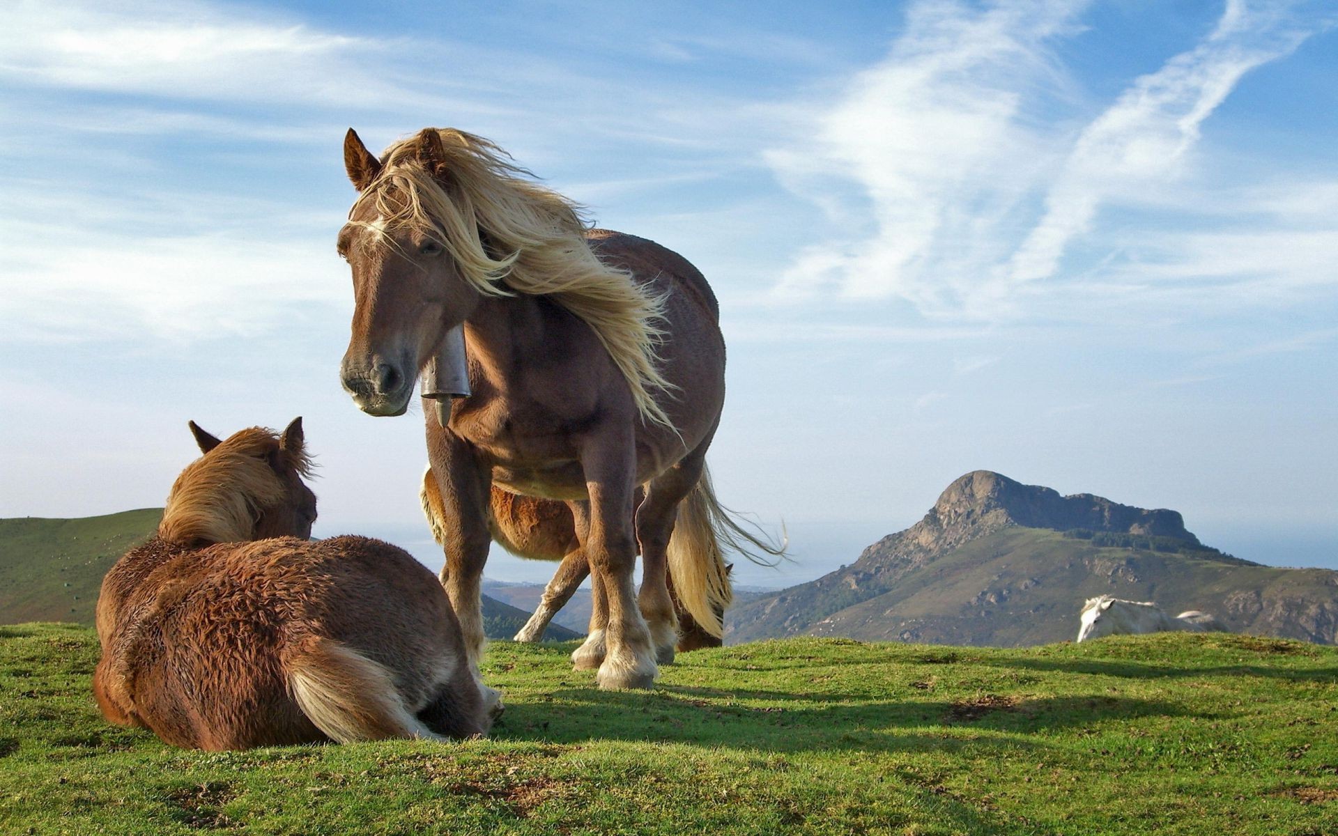 horses cavalry mammal grass mare farm pasture animal hayfield field rural livestock horse outdoors nature countryside mane grassland summer pony