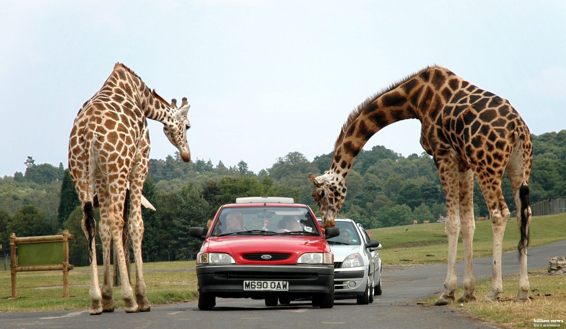 giraffen giraffe tierwelt lange hoch hals natur säugetier safari wild tier im freien savanne park porträt groß pflanzenfresser gras umwelt schön