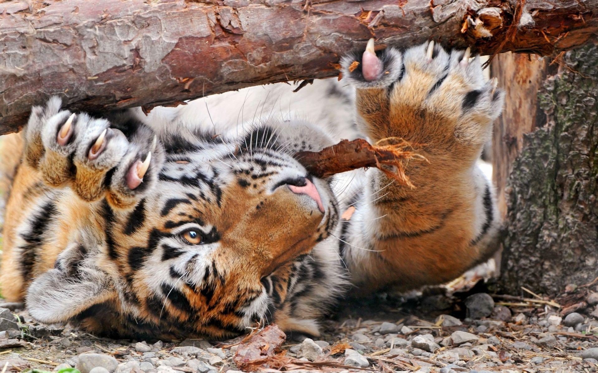 tiger tierwelt säugetier tier katze wild zoo natur safari raubtier tiger jäger pelz fleischesser dschungel porträt