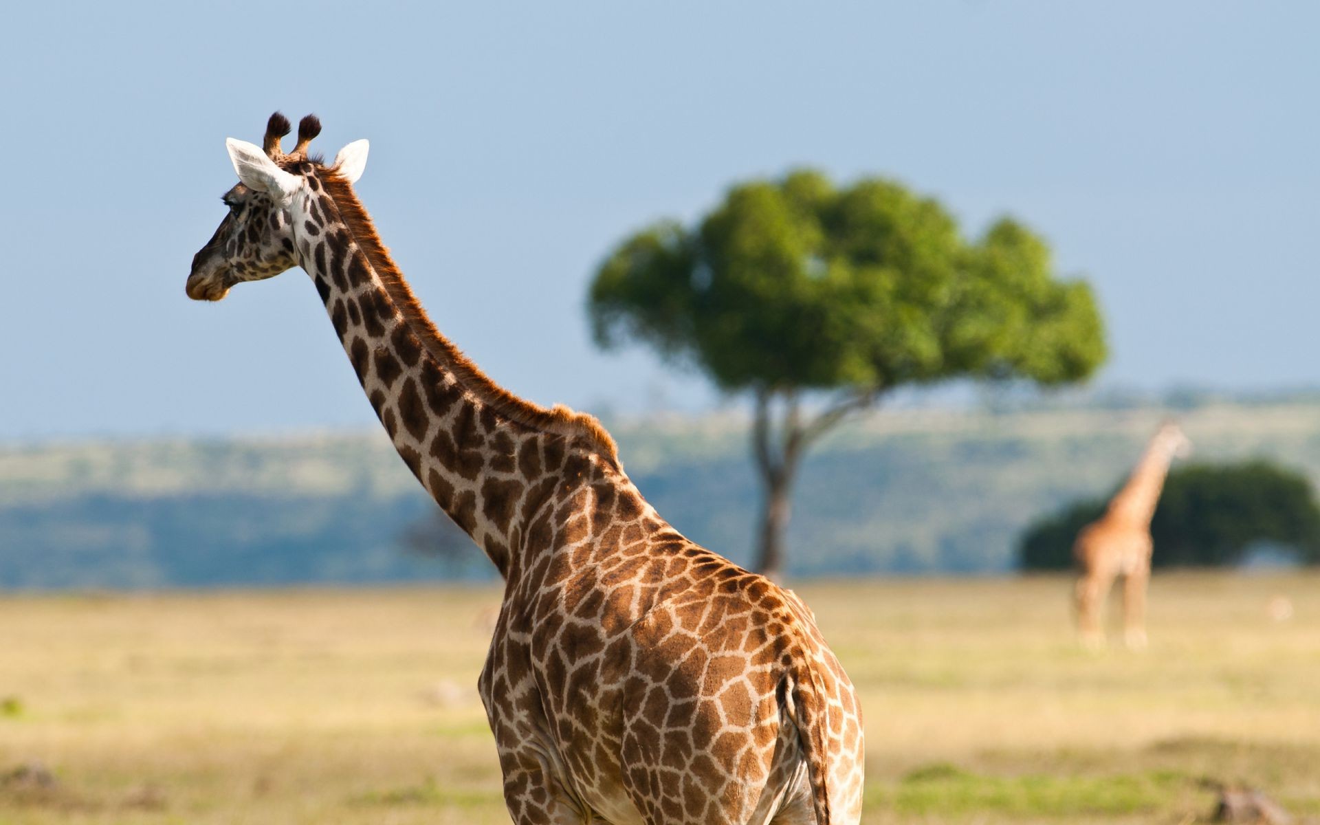 jirafas jirafa naturaleza vida silvestre animal hierba cuello mamífero salvaje al aire libre safari