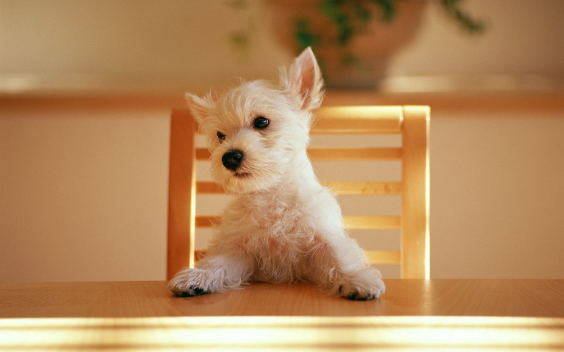 hund hund haustier niedlich hundespezialist welpe säugetier inländische drinnen sitzen tier porträt wenig