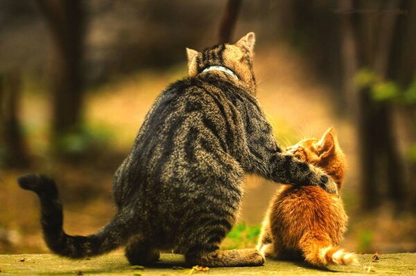 A big gray cat and a small red kitten