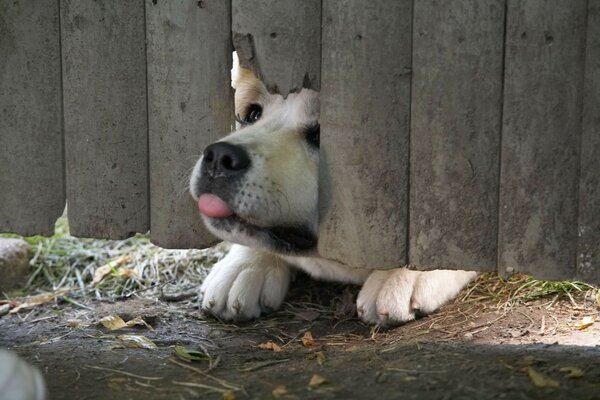 Funny dog leans out of the fence