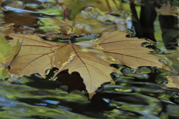 Ahornblatt in der Stille des Wassers