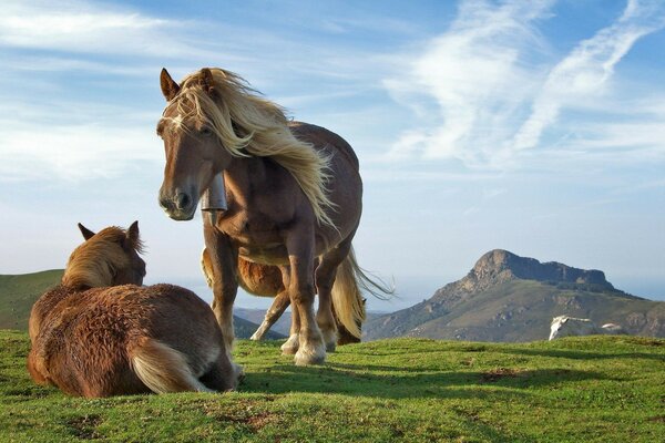 Hermosos caballos en la naturaleza