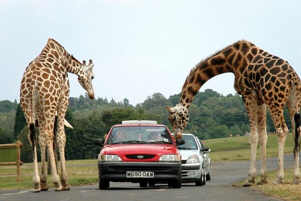 Studiare giraffe di persone e macchine