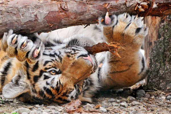 Le tigre est couché sur le dos sous la bûche