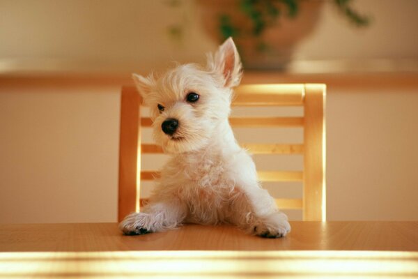 A dear friend poses for a photographer