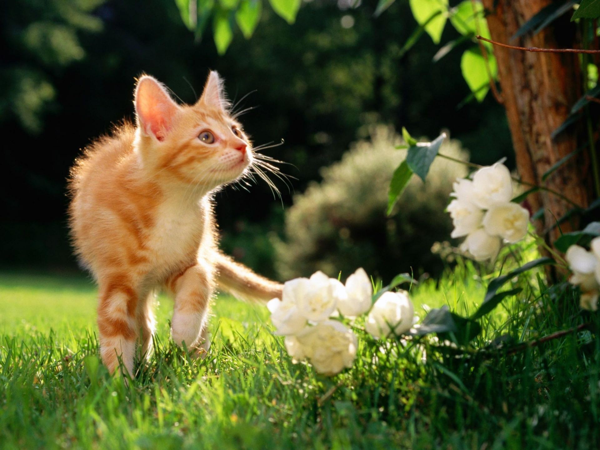 Котенок в мелкой траве загрузить