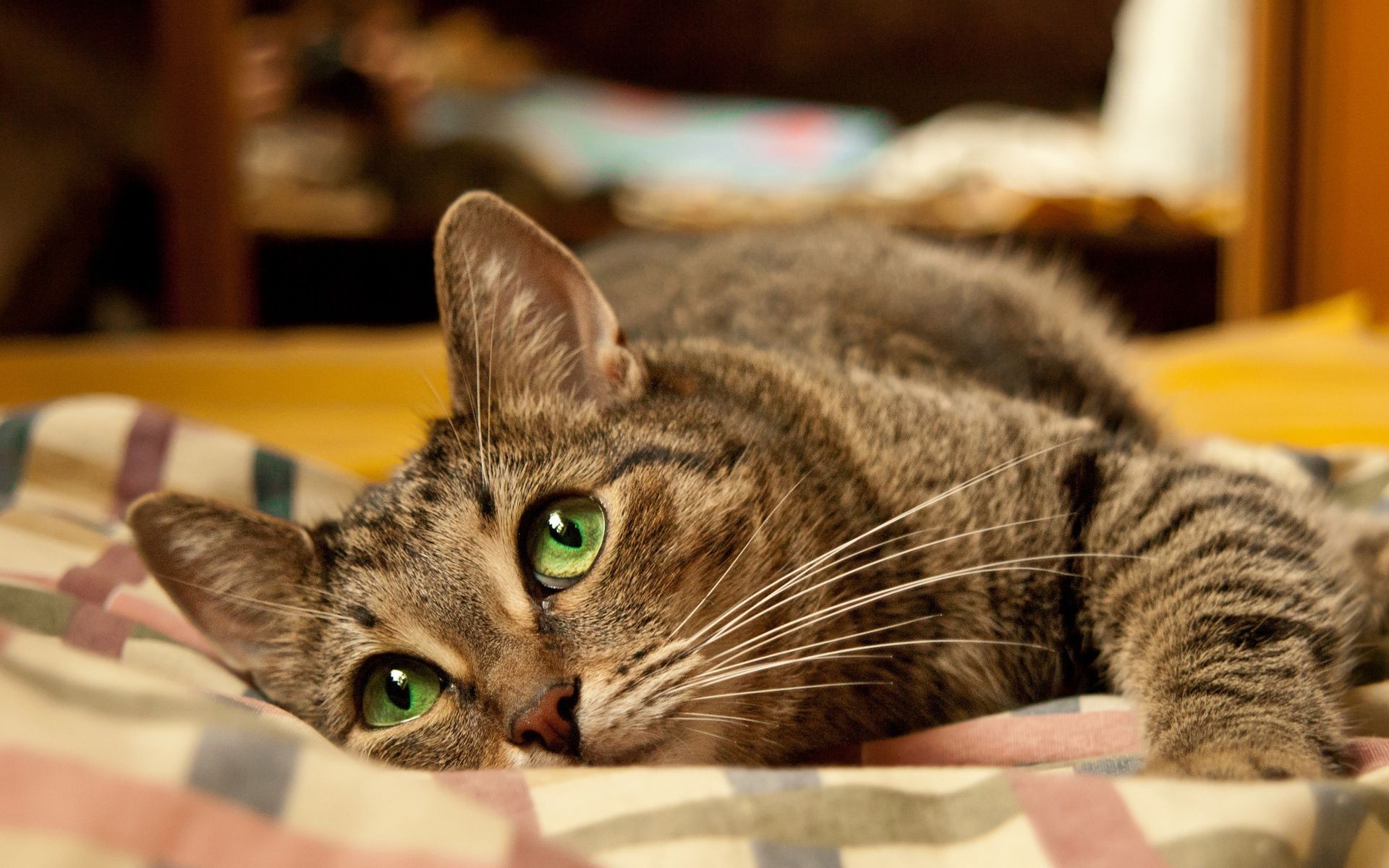 katze katze porträt haustier kätzchen niedlich inländische tier säugetier auge fell traum tabby jung ansicht ein drinnen schnurrbart liebenswert