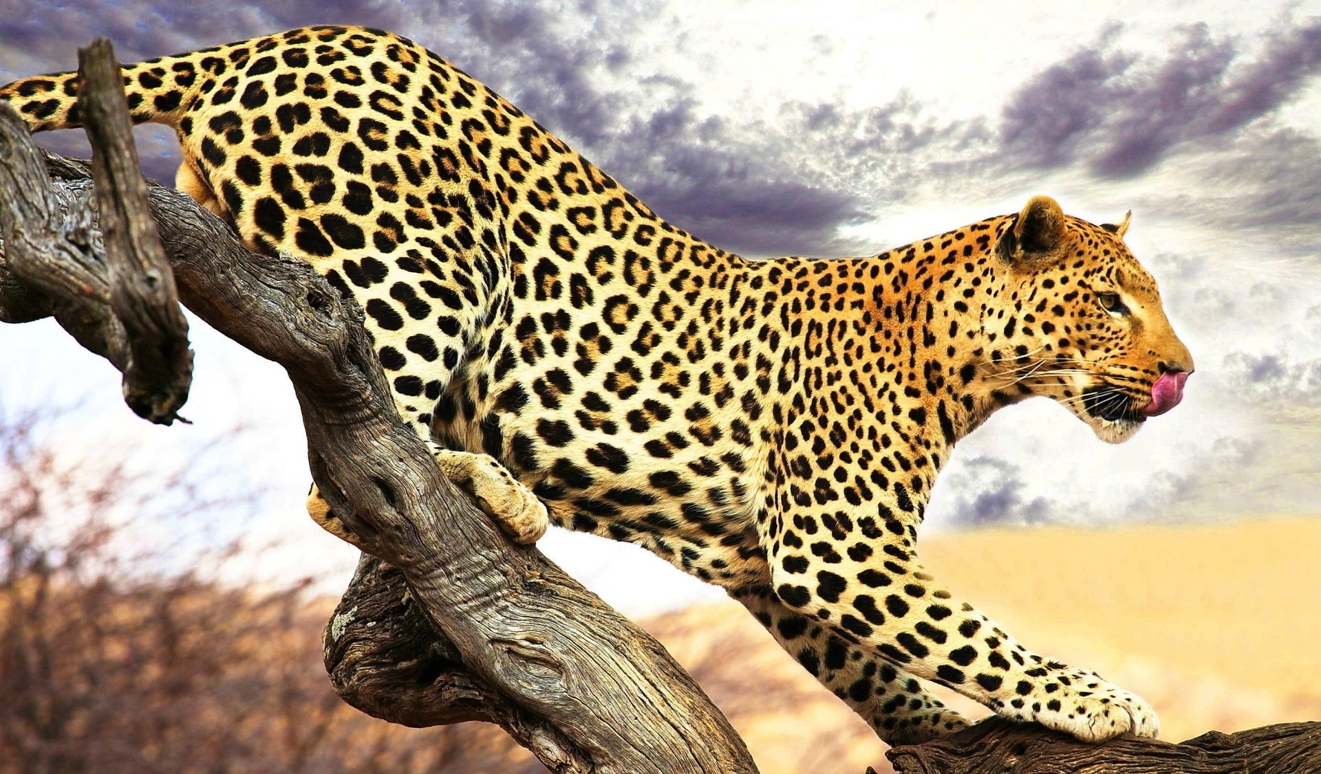 leopardos vida silvestre mamífero gato leopardo safari animal depredador naturaleza salvaje