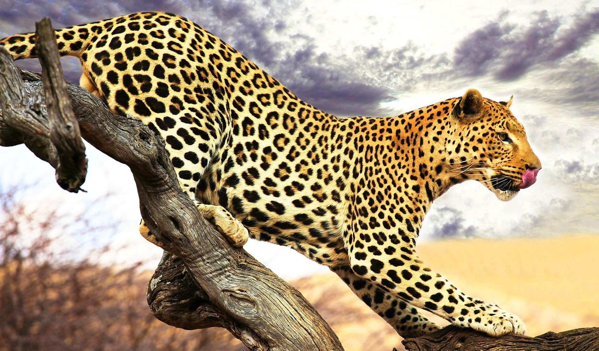 леопарды дикой природы млекопитающее кошка леопард сафари животное хищник природа дикий