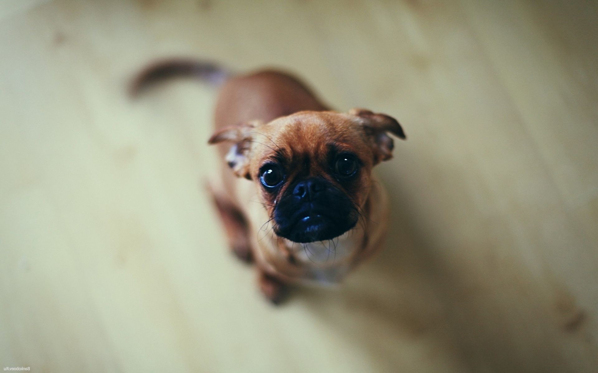 chien chien portrait mammifère mignon animal de compagnie cynologue chiot drôle animal peu un aperçu oeil