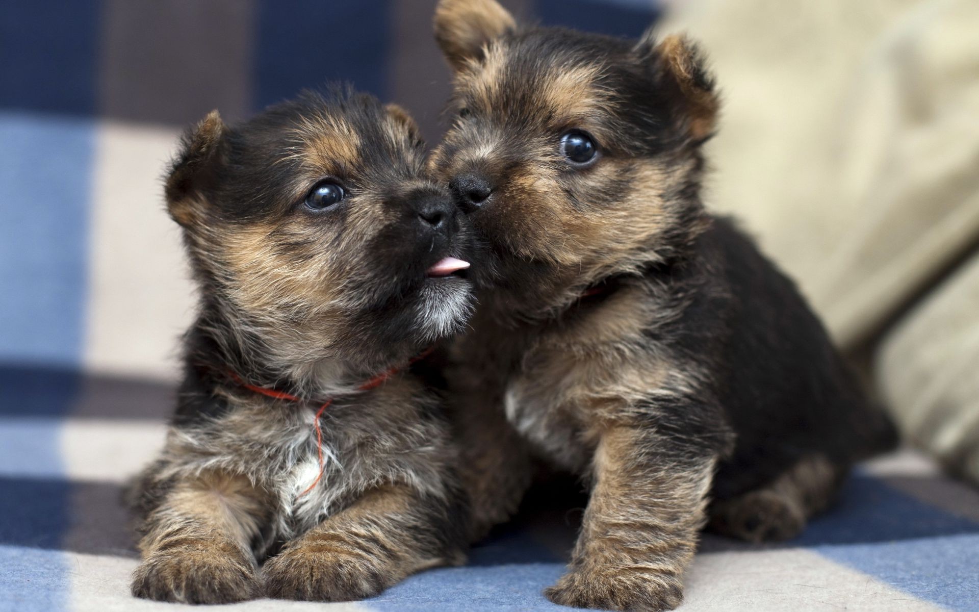 cães cão cinegrafista animal de estimação filhote de cachorro mamífero fofa retrato animal terrier pequeno puro-sangue pele doméstico raça pedigree sentar adorável visualizando