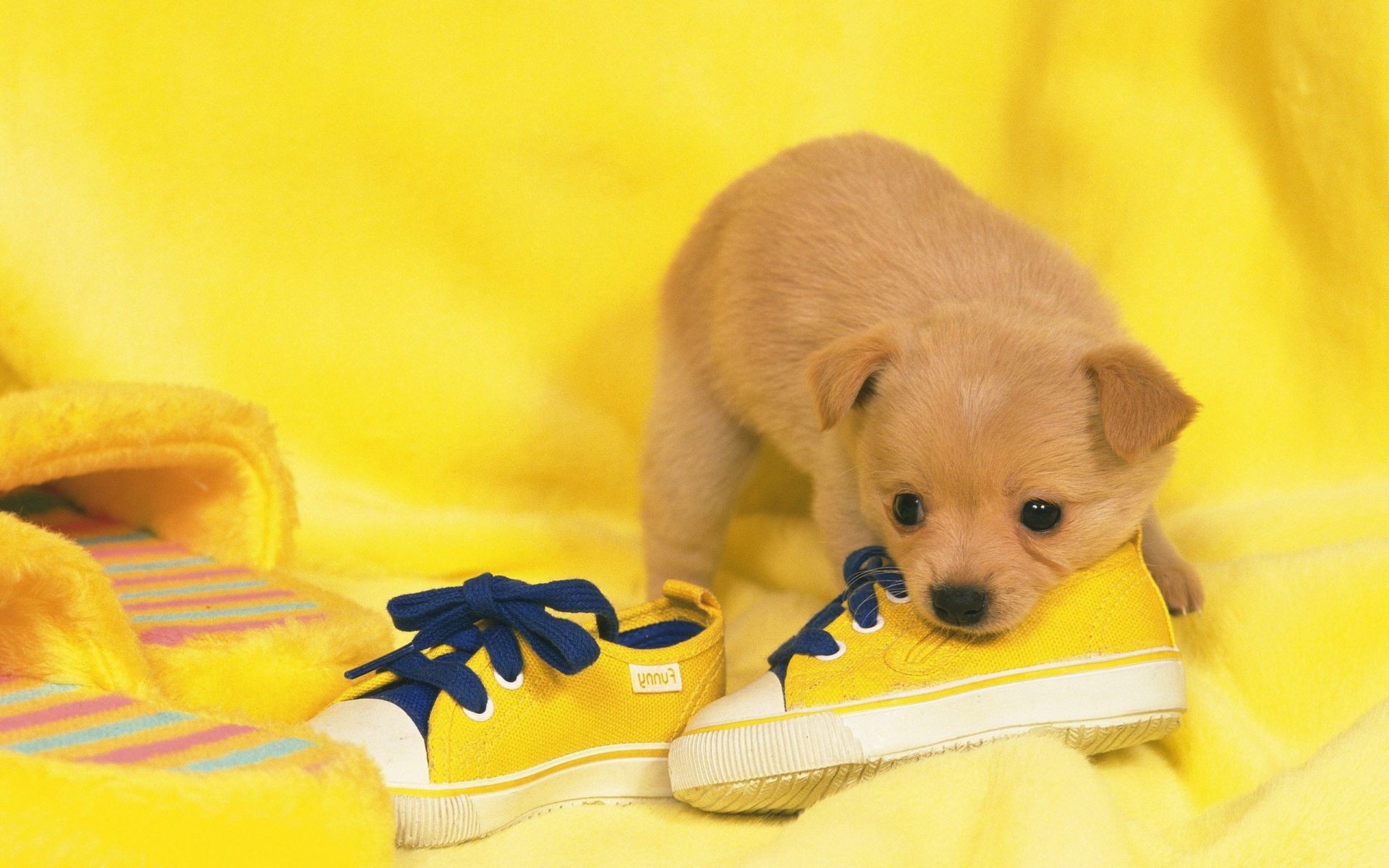 cane piccolo carino al coperto giocattolo bambino singolo cane animale domestico bambino domestico