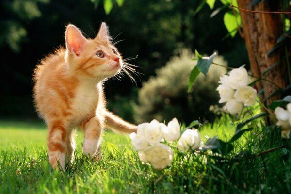 Pelirroja lindo gatito en la hierba mirando las flores