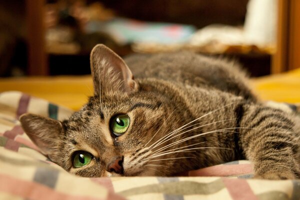 A green-eyed cat lying thoughtfully on a blanket