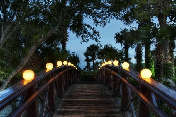 Beautiful wooden bridge. Exotic trees