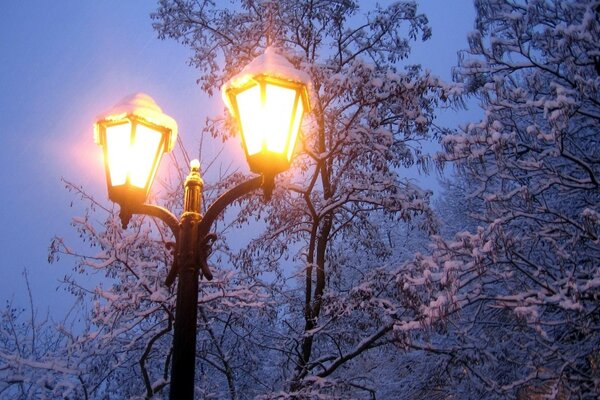 冬天的树在雪和燃烧的灯笼