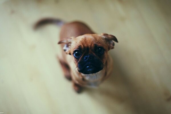 Cute puppy looks at the camera. portrait of a dog