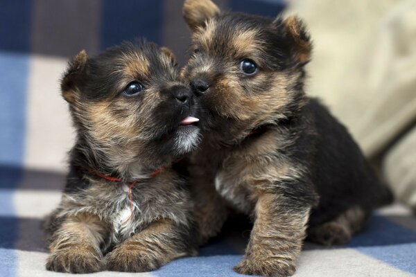 The puppy is cool and beautiful 2 language