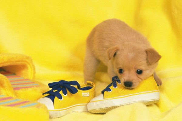 Puppy funny beautiful Sneaker Yellow