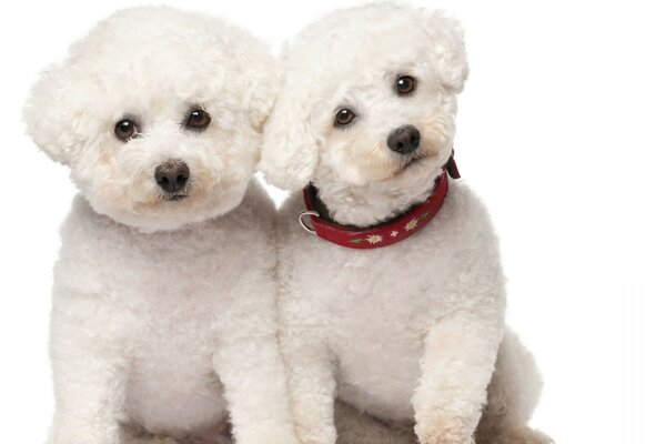 Shaggy white dogs with beady eyes