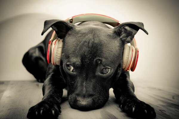 Portrait of a black dog of a music lover with a sad look