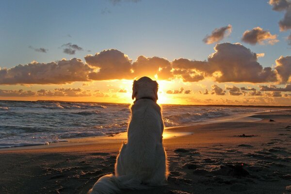 Der Hund schaut romantisch auf einen schönen Sonnenuntergang