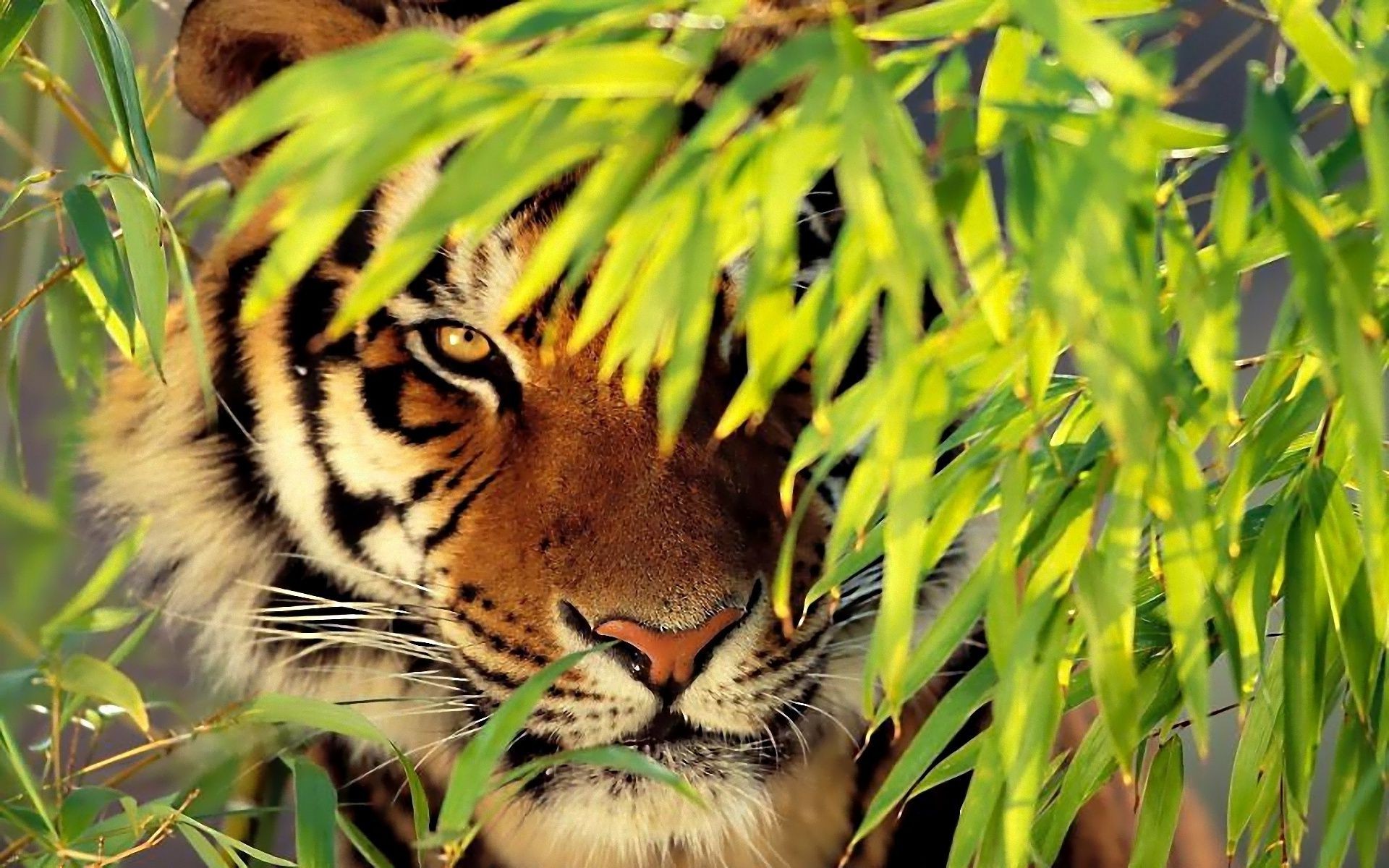 Тигр в джунглях скачать
