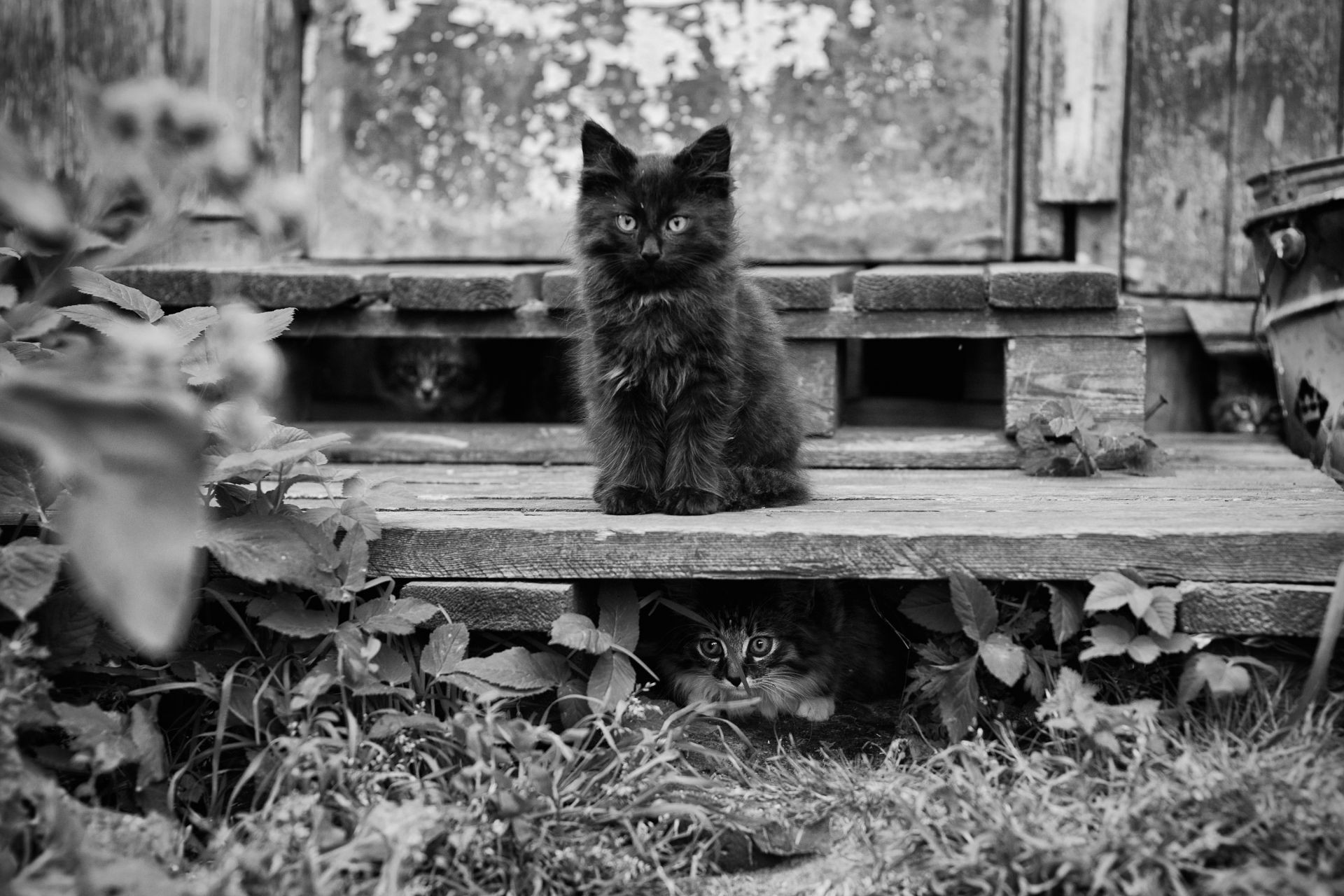 chat chat mammifère unique bois portrait animal