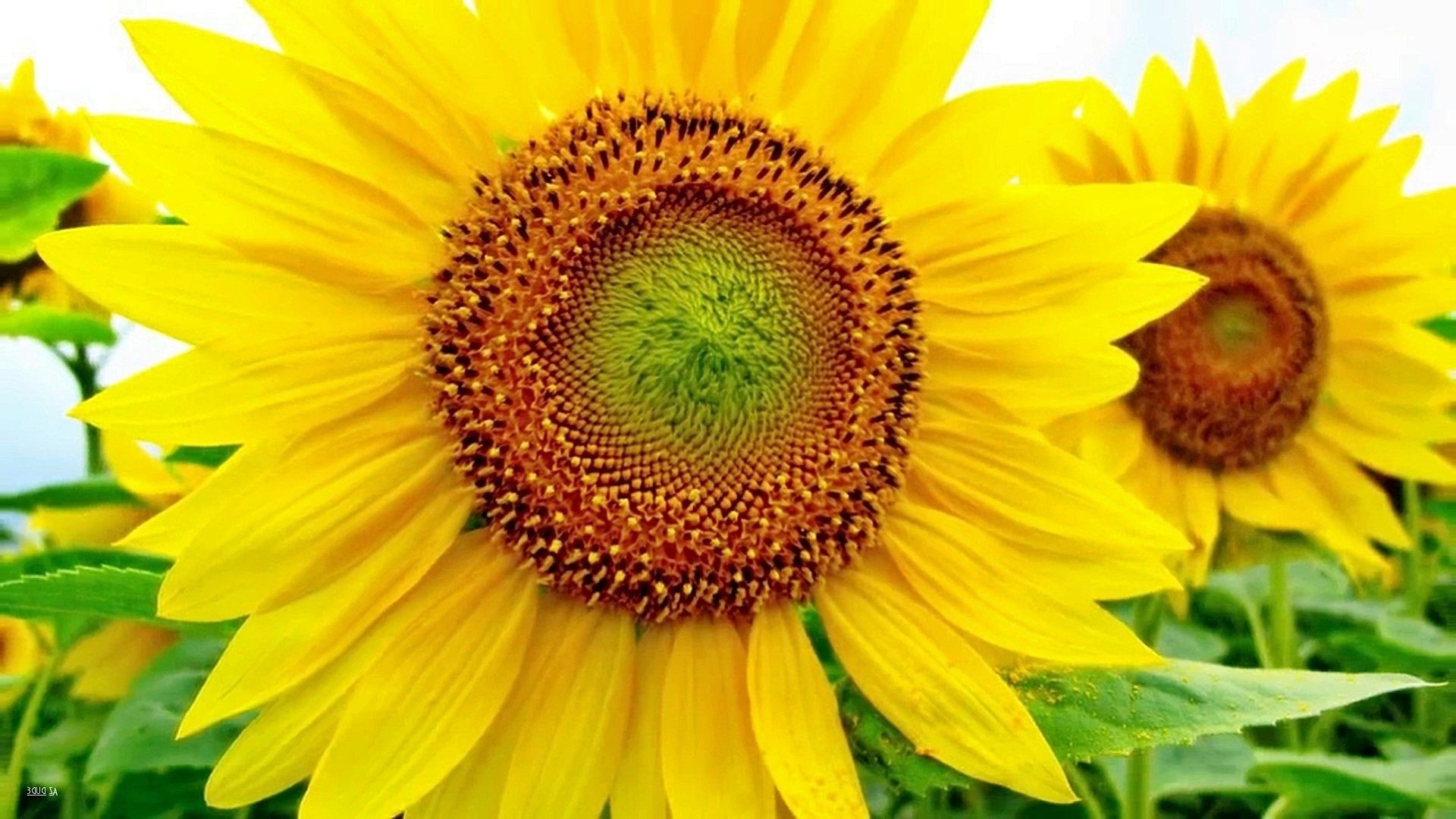 sunflowers nature flora flower summer sunflower bright leaf petal floral garden growth beautiful blooming vibrant pollen field season color fair weather