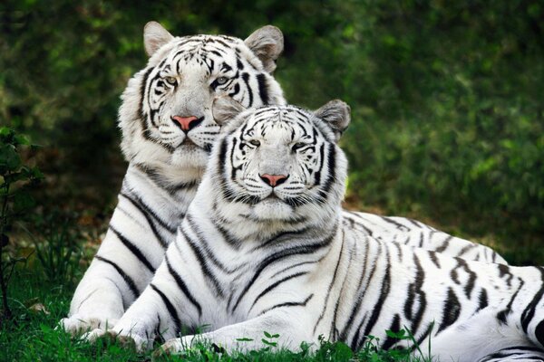 Two white tigers are resting