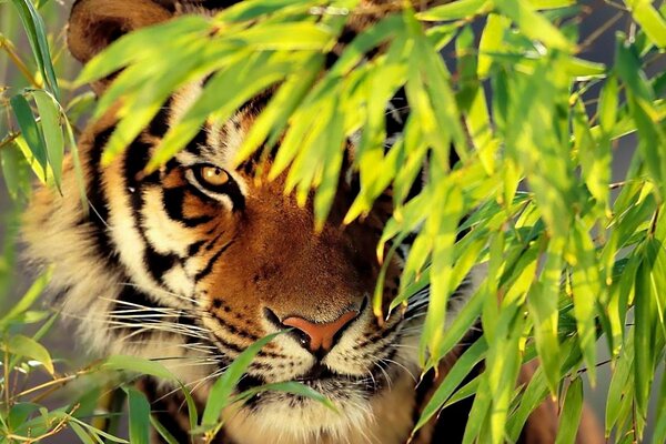 Tiger on the background of wild nature