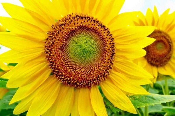 Sunflowers are flowers that reach for the sun