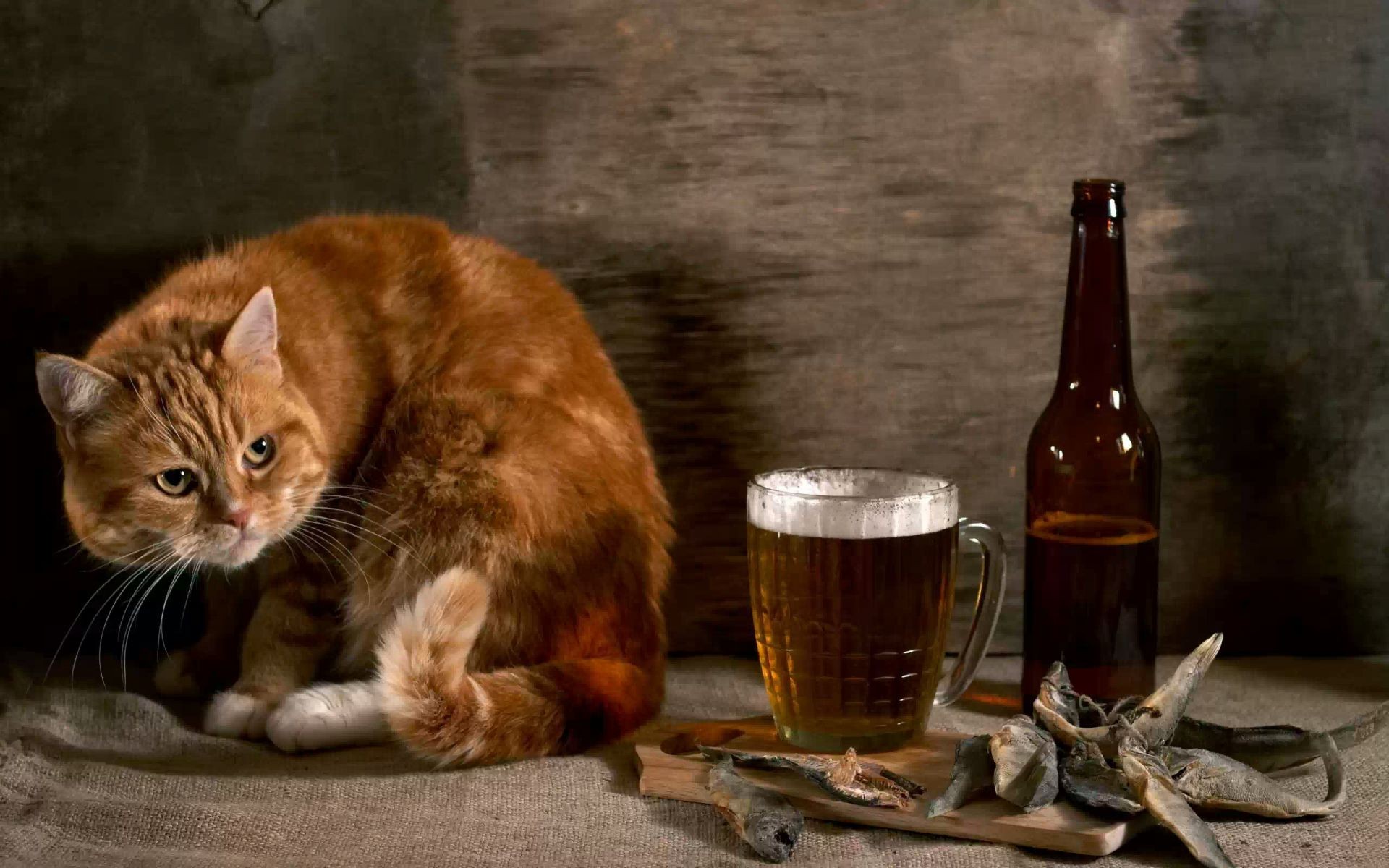 animales cerveza gato mamífero solo mascota beber retrato