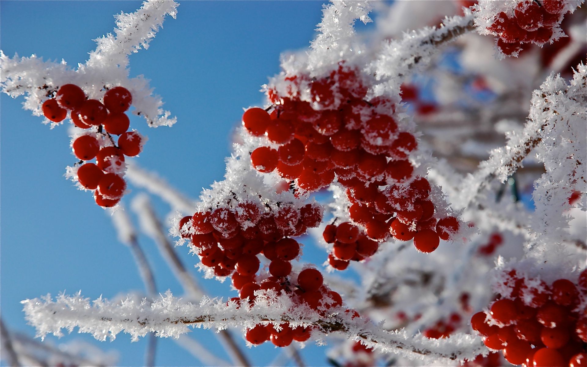 bayas invierno escarcha nieve naturaleza rama brillante estación árbol baya navidad hielo ceniza de montaña al aire libre hoja ceniza de montaña brilla congelado color frío