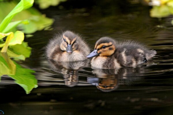 Zwei Enten schwimmen im Teich