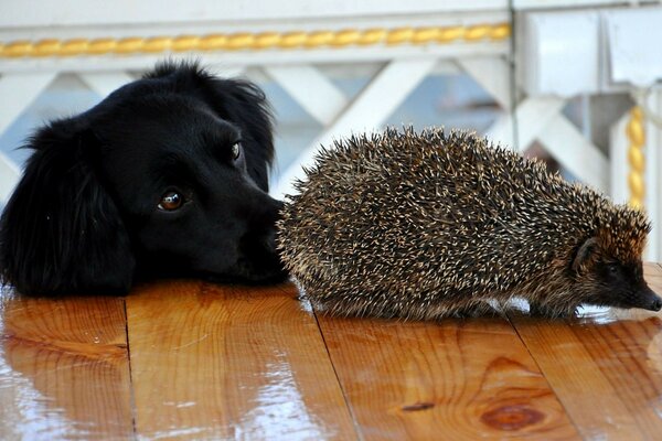 Cute photo of a dog and a hedgehog