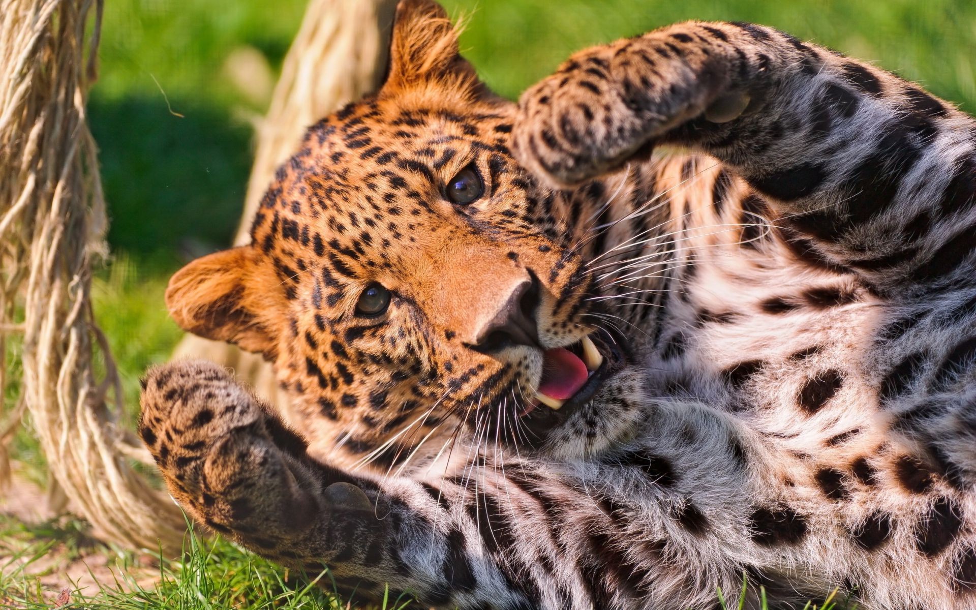 guépards chat faune mammifère fourrure prédateur animal safari mangeur de viande zoo chasseur sauvage léopard nature tigre panthère chasse guépard grand jungle en voie de disparition