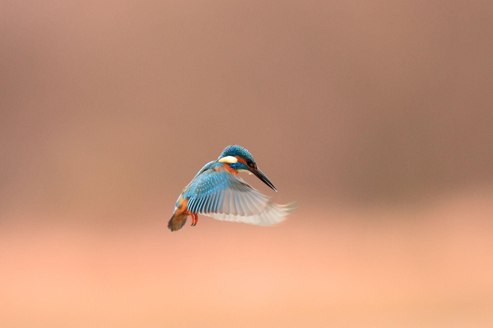 animaux oiseau faune nature mouettes