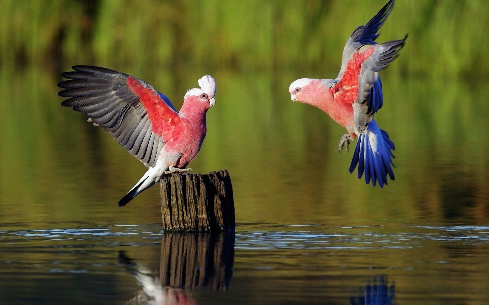 animaux oiseau faune animal bec avian plume aile sauvage