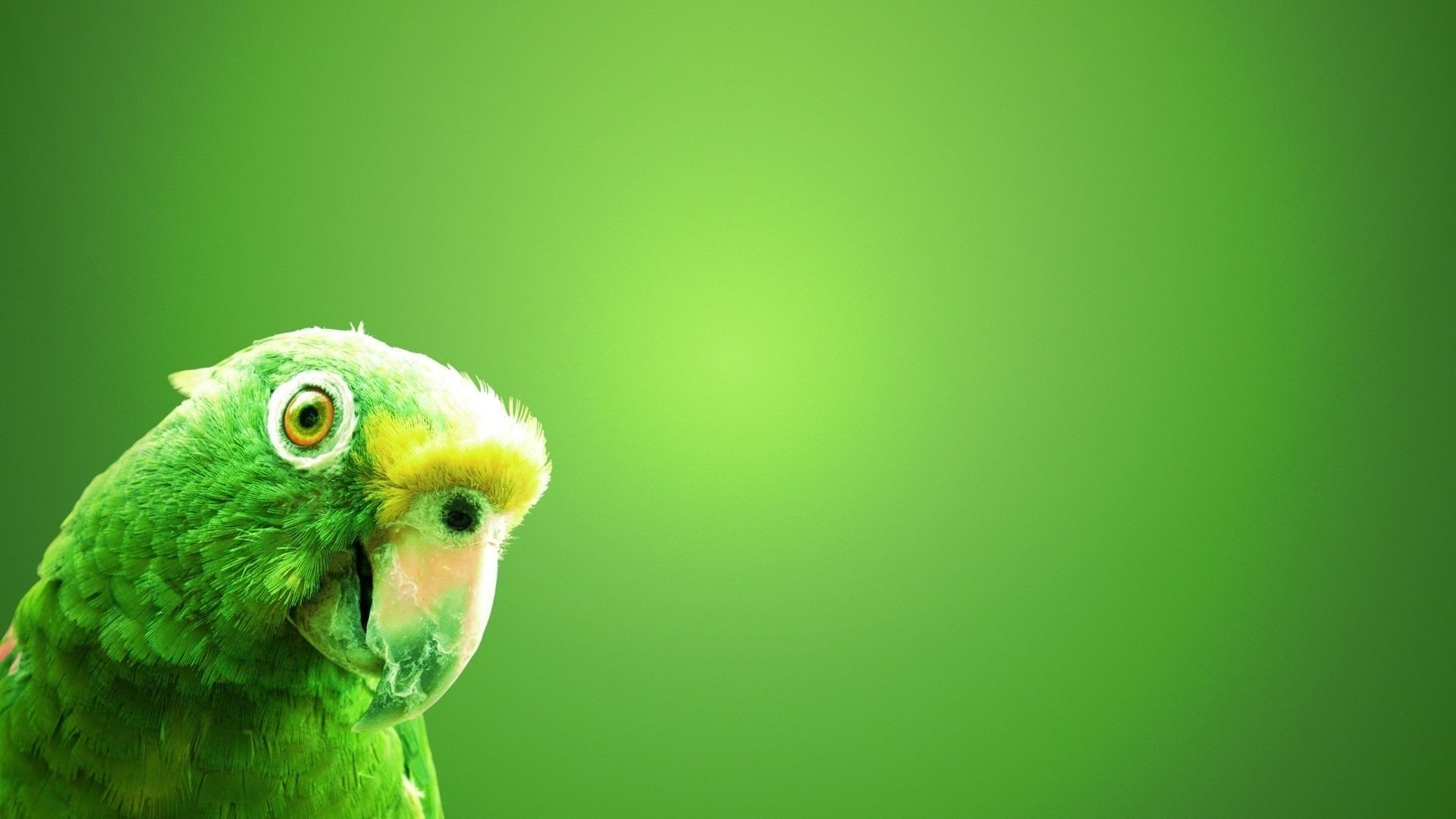 попугай, зелёный, яблоко, юмор, 3d графика, птичка скачать