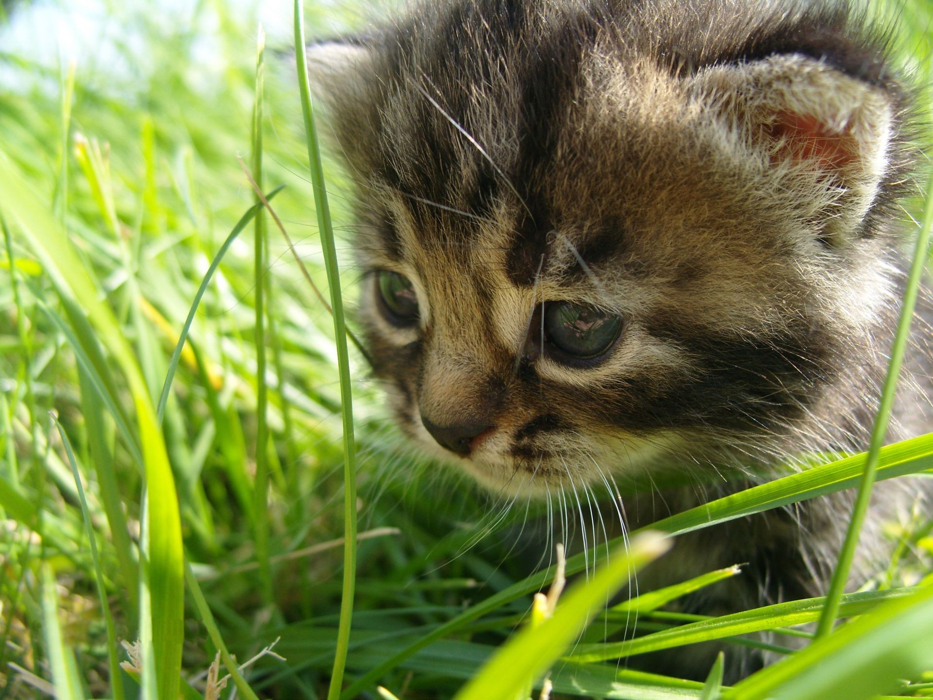 cats cat cute animal little young nature pet fur grass kitten mammal portrait domestic eye adorable looking baby